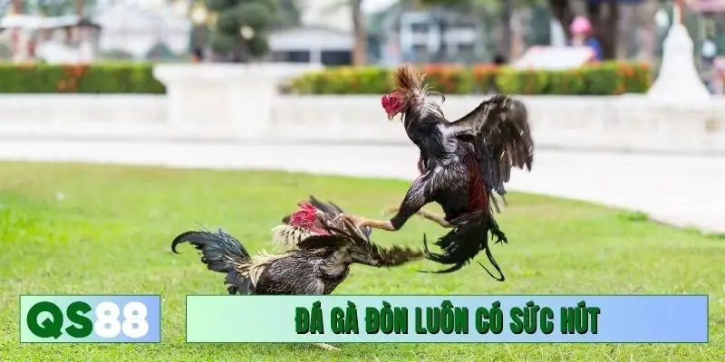 Đá gà đòn truyền thống luôn có sức hút khủng
