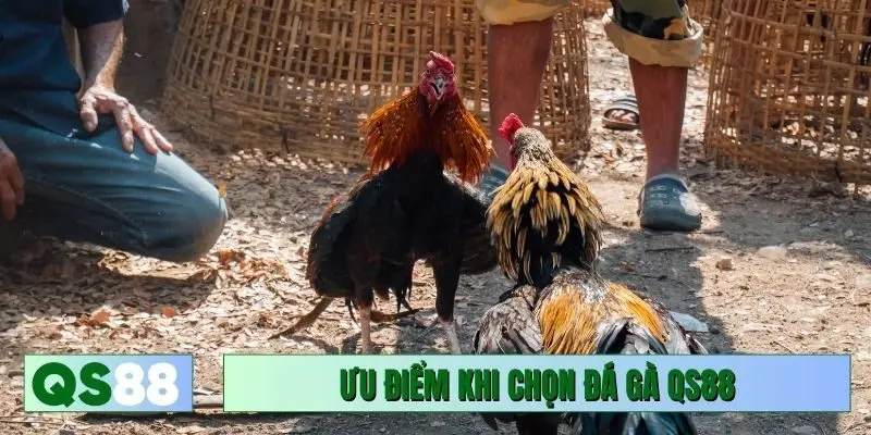 Ưu điểm khi chọn đá gà QS88 trải nghiệm